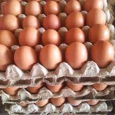 Telur Ayam Negeri